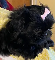 Lilly, a female Shih Tzu for sale in Cheney, WA – Photo 2 of 4