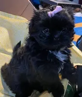 Lilly, a female Shih Tzu for sale in Cheney, WA – Photo 3 of 4