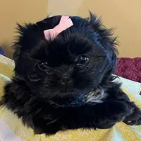 Lilly, a female Shih Tzu for sale in Cheney, WA – Photo 1 of 4