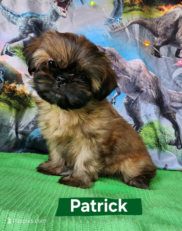 Patrick – Shih Tzu puppy for sale in Cheney, WA
