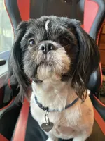 Butternut, a male Shih Tzu for sale in Cheney, WA – Photo 2 of 4