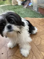 Butternut, a male Shih Tzu for sale in Cheney, WA – Photo 3 of 4