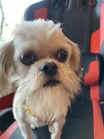 Butternut, a male Shih Tzu for sale in Cheney, WA – Photo 4 of 4