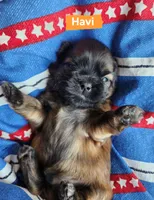 Havi, a male Shih Tzu for sale in Cheney, WA – 2 of 7
