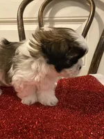 Stripe, a male Shih Tzu for sale in Cheney, WA – Photo 4 of 8