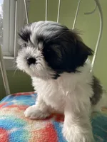 Stripe, a male Shih Tzu for sale in Cheney, WA – Photo 5 of 8