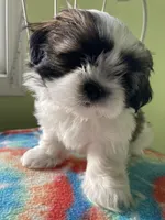 Stripe, a male Shih Tzu for sale in Cheney, WA – Photo 1 of 8