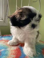 Stripe, a male Shih Tzu for sale in Cheney, WA – Photo 7 of 8
