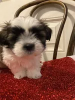 Stripe, a male Shih Tzu for sale in Cheney, WA – Photo 3 of 8