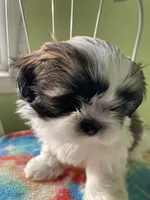 Stripe, a male Shih Tzu for sale in Cheney, WA – Photo 6 of 8