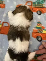 Stripe, a male Shih Tzu for sale in Cheney, WA – Photo 2 of 8