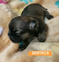 Sebteca, a male Shih Tzu for sale in Cheney, WA – 7 of 8