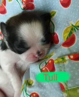 Tuli, a female Shih Tzu for sale in Cheney, WA – Photo 3 of 10