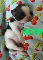 Tuli, a female Shih Tzu for sale in Cheney, WA – Photo 6 of 10