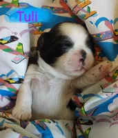 Tuli, a female Shih Tzu for sale in Cheney, WA – Photo 2 of 10