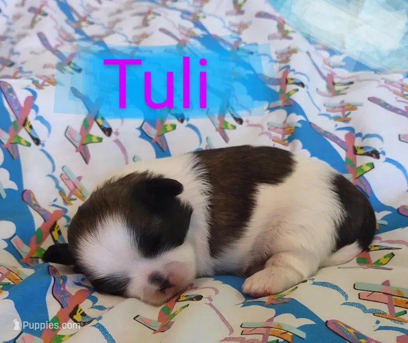 Tuli