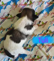 Tuli, a female Shih Tzu for sale in Cheney, WA – Photo 10 of 10
