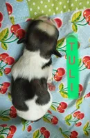 Tuli, a female Shih Tzu for sale in Cheney, WA – Photo 5 of 10