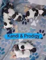 Tuli, a female Shih Tzu for sale in Cheney, WA – Photo 9 of 10