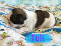 Tuli, a female Shih Tzu for sale in Cheney, WA – Photo 8 of 10