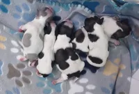 Tuli, a female Shih Tzu for sale in Cheney, WA – Photo 7 of 10