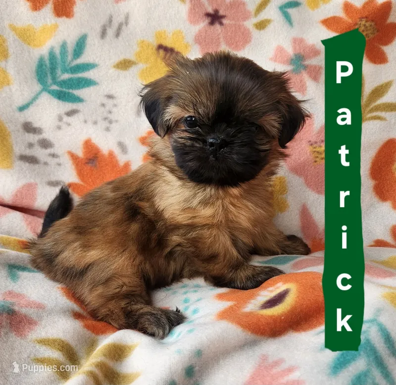 Patrick – Shih Tzu puppy for sale in Cheney, WA