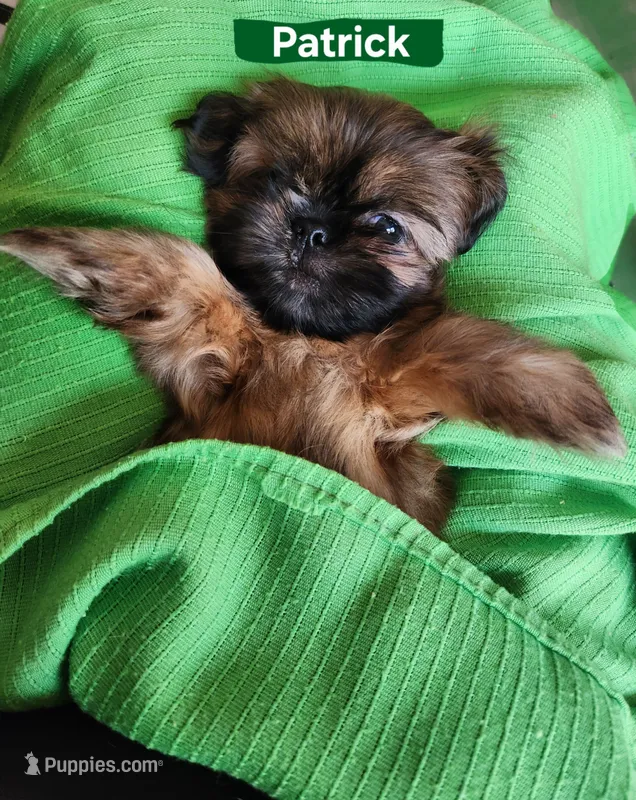 Patrick – Shih Tzu puppy for sale in Cheney, WA