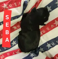 Seba, a female Shih Tzu for sale in Cheney, WA – 4 of 8