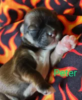 Peter, a male Shih Tzu for sale in Cheney, WA – Photo 4 of 10