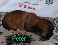 Peter, a male Shih Tzu for sale in Cheney, WA – Photo 10 of 10