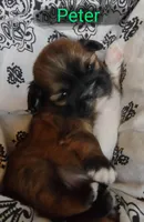 Peter, a male Shih Tzu for sale in Cheney, WA – Photo 9 of 10