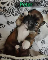 Peter, a male Shih Tzu for sale in Cheney, WA – Photo 3 of 10