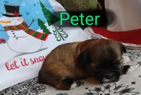 Peter, a male Shih Tzu for sale in Cheney, WA – Photo 8 of 10