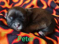 Peter, a male Shih Tzu for sale in Cheney, WA – Photo 5 of 10