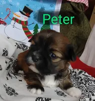 Peter, a male Shih Tzu for sale in Cheney, WA – Photo 7 of 10