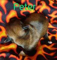 Peter, a male Shih Tzu for sale in Cheney, WA – Photo 2 of 10