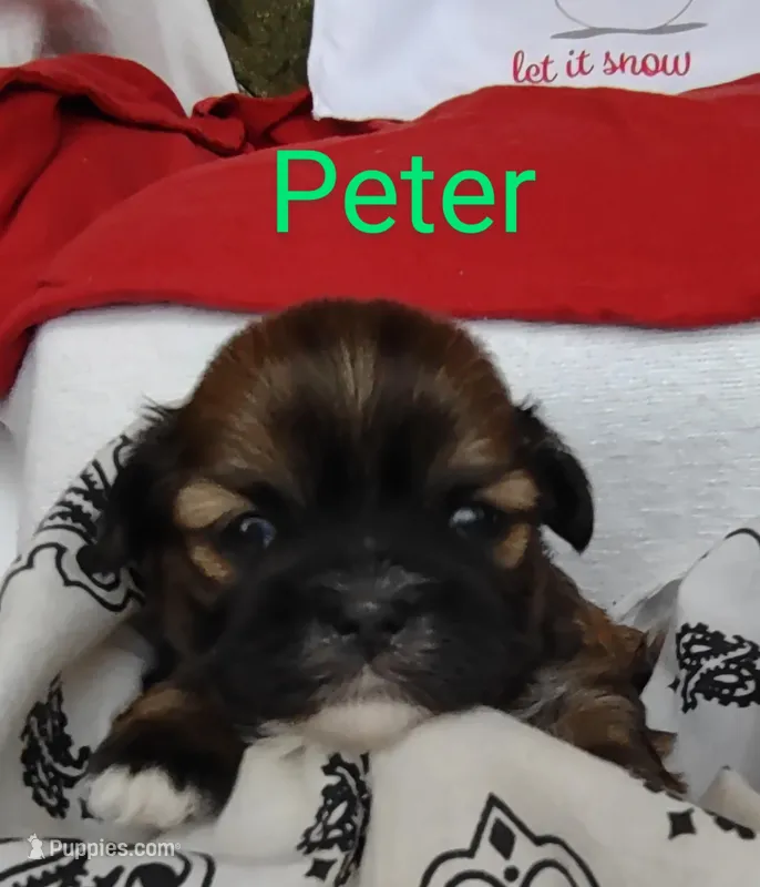 Peter, a male Shih Tzu for sale in Cheney, WA – Photo 1 of 10