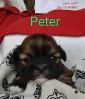 Peter, a male Shih Tzu for sale in Cheney, WA – Photo 1 of 10