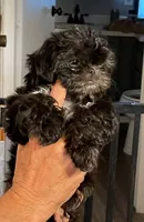 Lilly, a female Shih Tzu for sale in Cheney, WA – 4 of 5