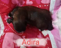 Adira, a female Shih Tzu for sale in Cheney, WA – Photo 3 of 4