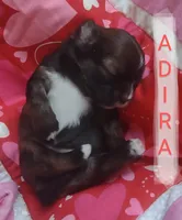 Adira, a female Shih Tzu for sale in Cheney, WA – Photo 1 of 4