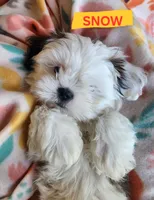 Snow White, a female Shih Tzu for sale in Cheney, WA – 8 of 9