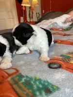 Leah, a female Shih Tzu for sale in Cheney, WA – Photo 4 of 6