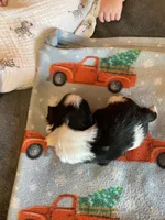 Leah, a female Shih Tzu for sale in Cheney, WA – Photo 5 of 6