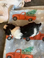 Leah, a female Shih Tzu for sale in Cheney, WA – Photo 6 of 6