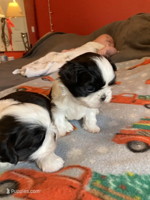 Leah, a female Shih Tzu for sale in Cheney, WA – Photo 1 of 6