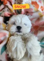 Snow White, a female Shih Tzu for sale in Cheney, WA – 5 of 9