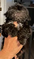 Lilly, a female Shih Tzu for sale in Cheney, WA – 3 of 5