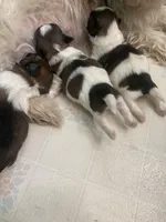 Donner, a male Shih Tzu for sale in Cheney, WA – Photo 2 of 2