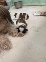 Donner, a male Shih Tzu for sale in Cheney, WA – Photo 1 of 2